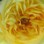 Sárga - Teahibrid rózsa - Souvenir de Marcel Proust